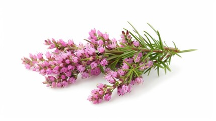 A cluster of heather flowers isolate on white background