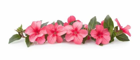 Obraz premium Bright impatiens flowers isolate on white background