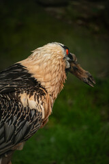 A bearded vulture holds a doe's hoof in its beak.