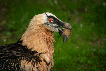 A bearded vulture holds a doe's hoof in its beak.