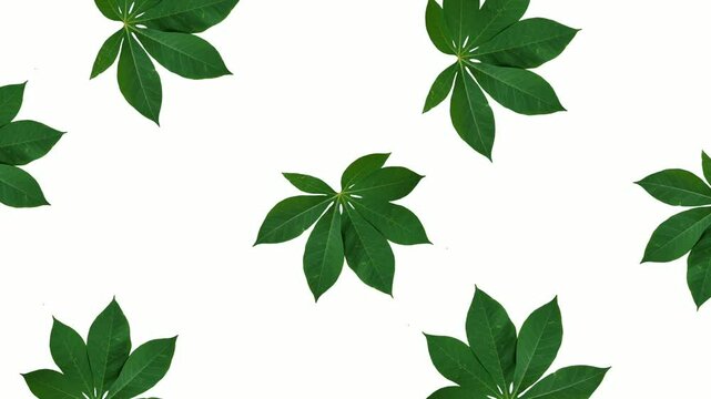 animated of cassava leaves isolated on white background. 