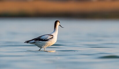 Pied Avocet (Recurvirostra avosetta) is a wetland bird found in suitable habitats in Asia, Europe, and Africa. It is common in the Tigris valley.
