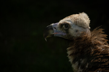 Vulture brown head detail with black background.