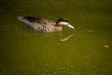 A beautiful duck floating on the surface.