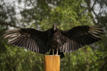 American condor with outstretched wings.