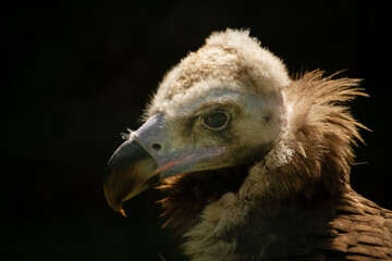 Vulture brown head detail with black background.