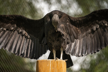 American condor with outstretched wings.