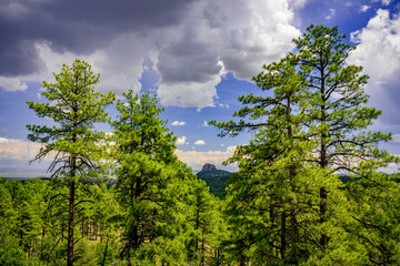 Thumb Butte in the distance through the pine forests of Prescott Arizona