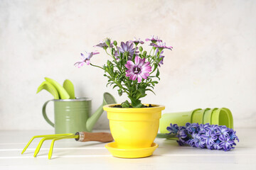 Pot with blooming plant and gardening tools on table against white background