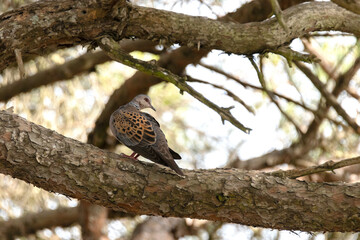 Tórtola Europea 
