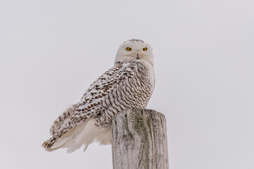 Snowy owl