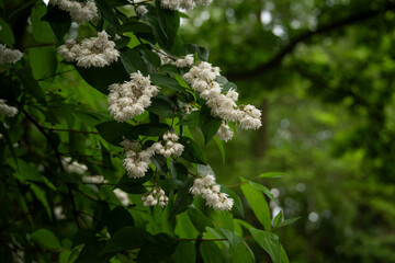 White flowers of a rough tree.