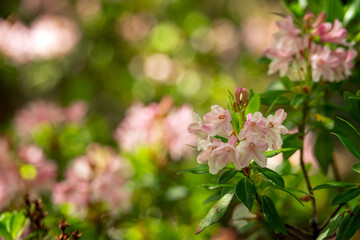 Pink bright rhododendron flowers on a tree.