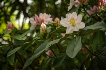Obraz premium Pink bright rhododendron flowers on a tree.