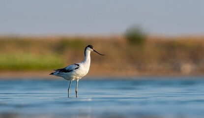 Pied Avocet (Recurvirostra avosetta) is a wetland bird found in suitable habitats in Asia, Europe, and Africa. It is common in the Tigris valley.