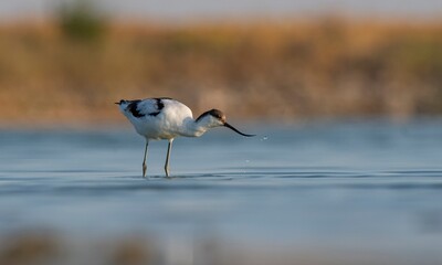 Pied Avocet (Recurvirostra avosetta) is a wetland bird found in suitable habitats in Asia, Europe,...