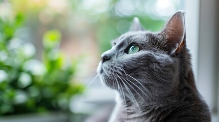 Russian Blue cat with green eyes looking out the window, indoor plants, space for copy text