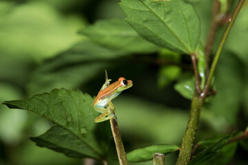 Green Frog on Leaf