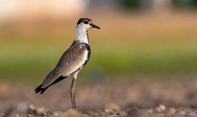 Spur-winged Lapwing (Vanellus spinosus) lives in wetlands in Asia, Europe and Africa. In Turkey it is seen on the banks of the Tigris River.