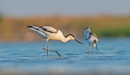 Pied Avocet (Recurvirostra avosetta) is a wetland bird found in suitable habitats in Asia, Europe, and Africa. It is common in the Tigris valley.