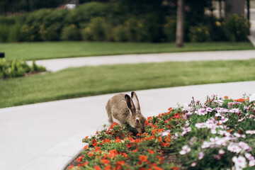 A hare on a flower bed. Red, white and purple petunias. Wildlife in the city