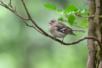 Buchfink Fringilla coelebs