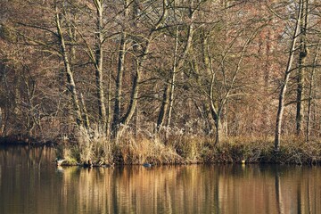 Water surface with trees