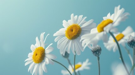 Daisy flowers emphasized against light blue backdrop