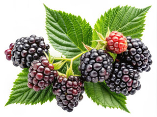 Fresh Blackberries with Leaves on white background