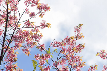 Prunus cerasoides Wild Himalayan Cherry pink flowers again blue sky at Phu Lom Lo Loei and Phitsanulok of Thailand