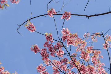 Prunus cerasoides Wild Himalayan Cherry pink flowers again blue sky at Phu Lom Lo Loei and Phitsanulok of Thailand