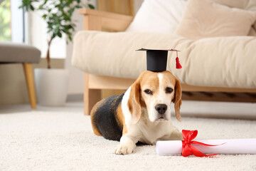 Cute beagle dog in mortar board with diploma lying on carpet at home