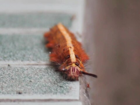 A beautiful yellow trabala vishnou Caterpillar crawls on the floor makes you skin goosebumps and allergy.