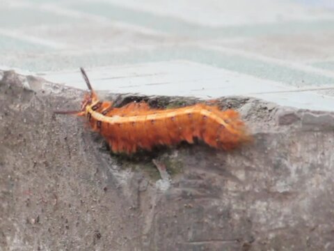 A beautiful yellow trabala vishnou Caterpillar crawls on the floor makes you skin goosebumps and allergy.