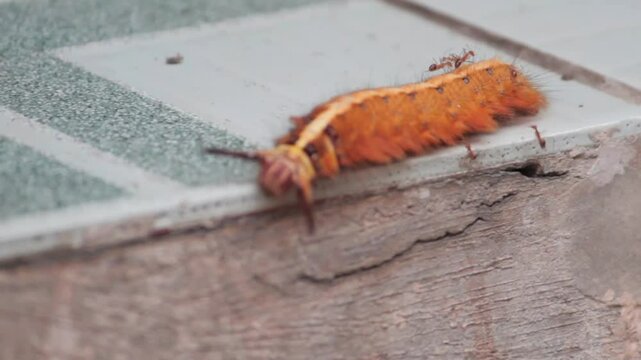 A beautiful yellow trabala vishnou Caterpillar crawls on the floor makes you skin goosebumps and allergy.