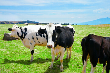 牛（背景あり）多数