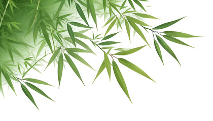 Fototapeta premium bamboo isolated