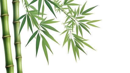 Fototapeta premium bamboo isolated on white background