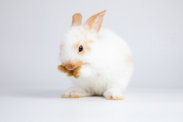 Healthy lovely baby bunny easter white rabbit on white background. Cute fluffy rabbit on white background Animal symbol of easter day festival.