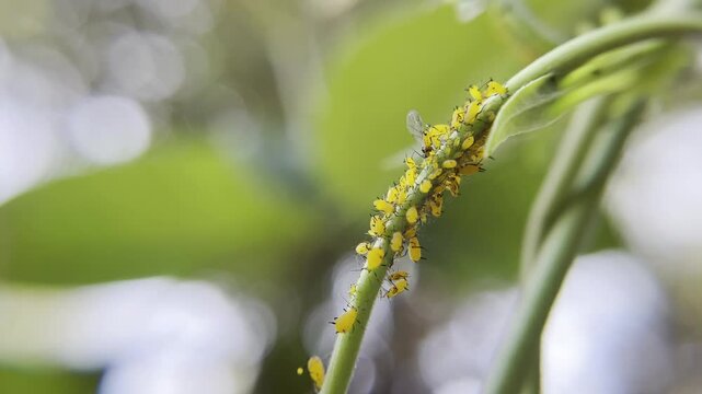 Cluster of yellow aphids on a vining plant