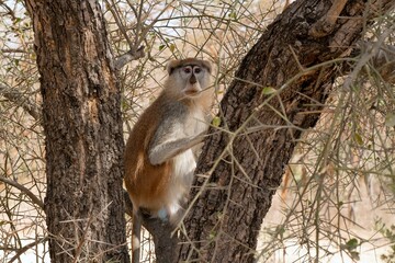 Patas monkey sittion on tree in Bandia Reserve, Senegal, Africa. Dry trees, brown colors of background. Monkey is watching something with curiosity
