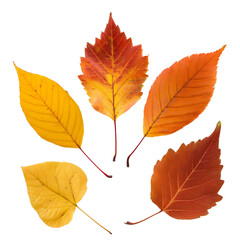 autumn leaves isolated on white