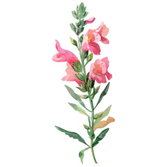 Watercolor drawing of a Snapdragons flower, isolated on a white background, Snapdragons flower painting