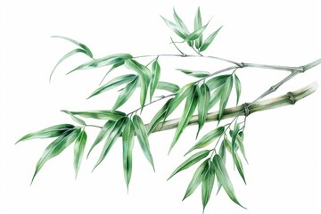 Obraz premium A delicate watercolor painting of bamboo swaying gently in the breeze, isolate on white background
