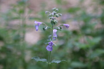 秋に咲く花。キャットミント(ネペタ)。
