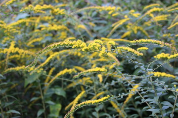 秋に咲く花。ソリダコ。