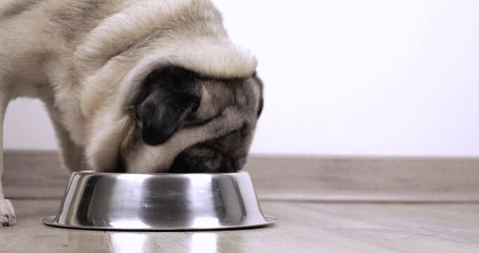 
Pug 4K video of an apricot pug eating from a silver bowl on a wooden floor in a close up, side shot with copy space
