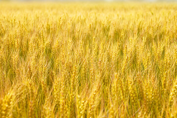 Golden Wheat Field Landscape（黄金色の麦畑の風景）	