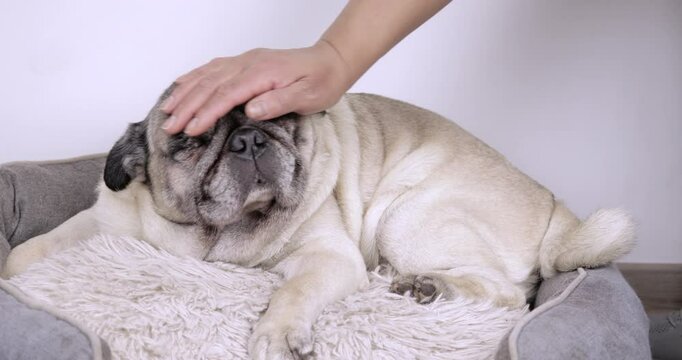 Pug 4K video of an apricot pug receiving affection from its owner, looking very sleepy and lying in its bed at home in a close-up shot