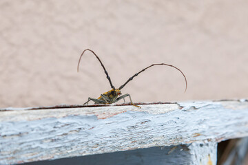 民宿の縁側に現れた、大きく美しいミヤマカミキリ（カミキリムシ科）。

日本国静岡県伊豆半島賀茂郡南伊豆町中木から渡し船で渡るヒリゾ浜
2024年7月

A large, beautiful MIYAMA Longicorn Beetle (Massicus raddei) appeared at the edge of the guest house.
